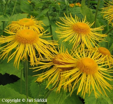  Telekia speciosa